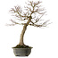 Acer palmatum, 76 cm, ± 40 years old, with a nebari of 30 cm