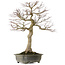 Acer palmatum, 76 cm, ± 40 years old, with a nebari of 30 cm