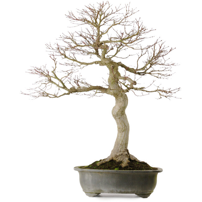 Acer palmatum, 76 cm, ± 40 jaar oud, met een nebari van 30 cm