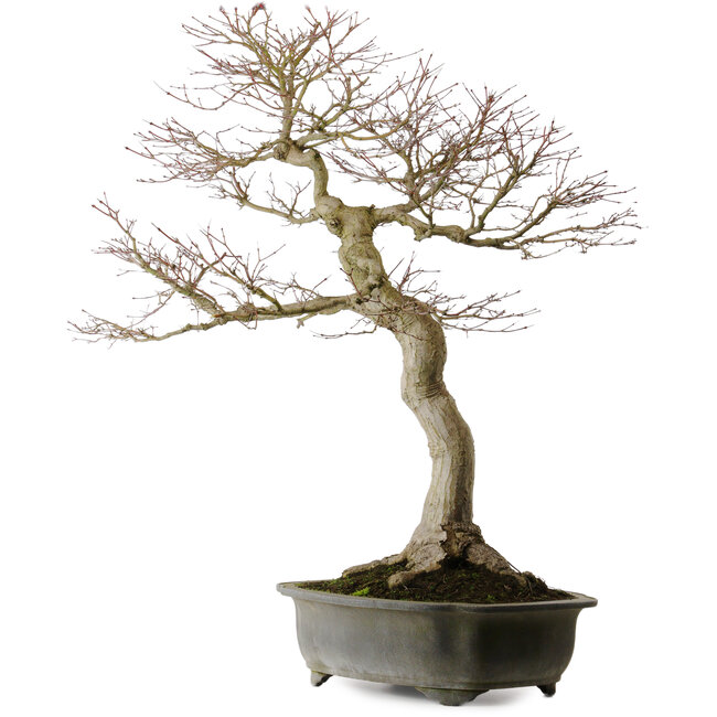 Acer palmatum, 76 cm, ± 40 years old, with a nebari of 30 cm