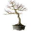 Acer palmatum, 76 cm, ± 40 ans, avec un nebari de 30 cm