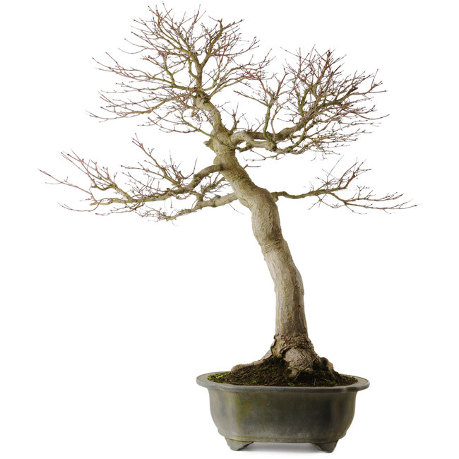 Acer palmatum, 76 cm, ca. 40 Jahre alt, mit einem Wurzelhals von 30 cm