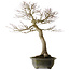 Acer palmatum, 76 cm, ± 40 anni, con un nebari di 30 cm