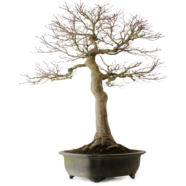 Acer palmatum, 76 cm, ca. 40 Jahre alt, mit einem Wurzelhals von 30 cm