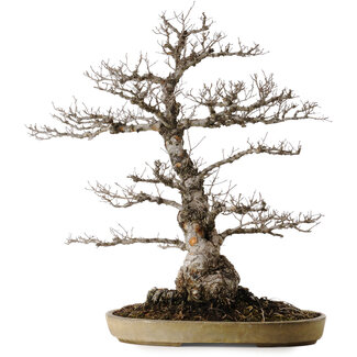 Taizan Ulmus parvifolia Nire, 65 cm, ± 30 jaar oud