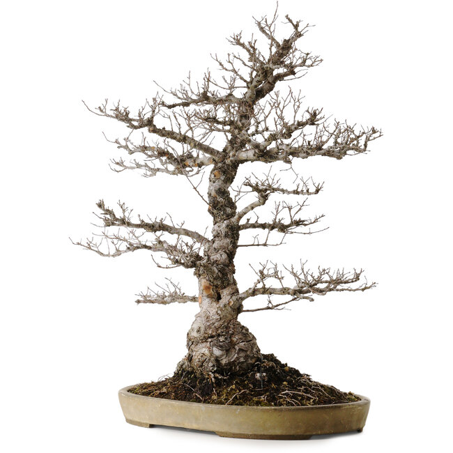 Ulmus parvifolia Nire, 65 cm, ± 30 anni, in un vaso giapponese fatto a mano da Taizan