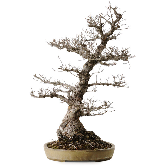 Ulmus parvifolia Nire, 65 cm, ± 30 anni, in un vaso giapponese fatto a mano da Taizan