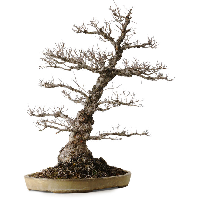 Ulmus parvifolia Nire, 65 cm, ± 30 years old, in a handmade Japanese pot by Taizan
