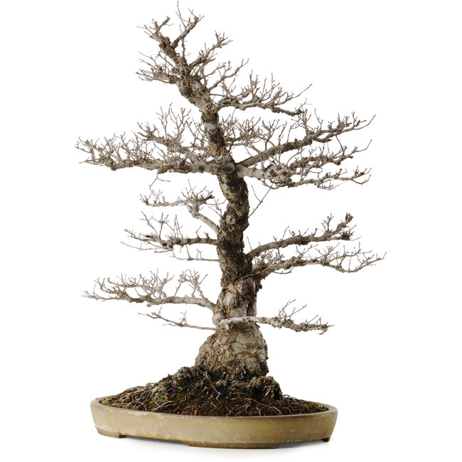 Ulmus parvifolia Nire, 65 cm, ± 30 anni, in un vaso giapponese fatto a mano da Taizan