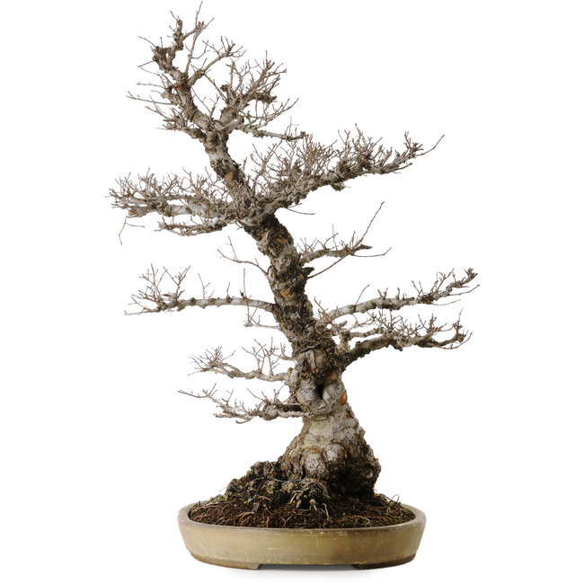 Ulmus parvifolia Nire, 65 cm, ± 30 jaar oud, in een handgemaakte Japanse pot van Taizan