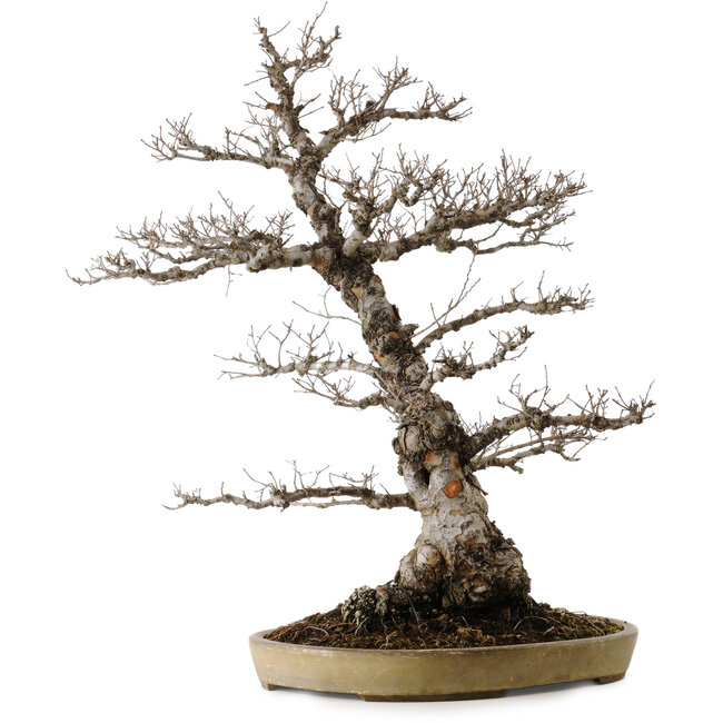 Ulmus parvifolia Nire, 65 cm, ± 30 Jahre alt, in einem handgefertigten japanischen Topf von Taizan