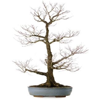 Acer palmatum Arakawa, 90 cm, ± 40 jaar oud