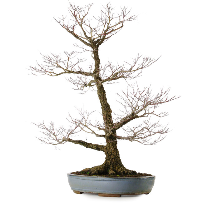 Acer palmatum Arakawa, 90 cm, ± 40 anni, in un vaso giapponese fatto a mano da Tokoname con un nebari di 32 cm