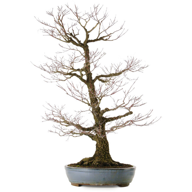 Acer palmatum Arakawa, 90 cm, ± 40 jaar oud, in een handgemaakte Japanse pot uit Tokoname met een nebari (wortelbasis) van 32 cm.