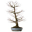 Acer palmatum Arakawa, 90 cm, ± 40 years old, in a handmade Japanese pot from Tokoname with a nebari of 32 cm