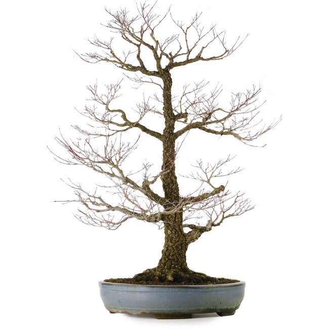 Acer palmatum Arakawa, 90 cm, ± 40 anni, in un vaso giapponese fatto a mano da Tokoname con un nebari di 32 cm