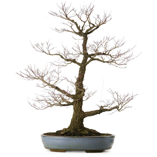 Acer palmatum Arakawa, 90 cm, ± 40 years old, in a handmade Japanese pot from Tokoname with a nebari of 32 cm