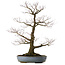 Acer palmatum Arakawa, 90 cm, ± 40 anni, in un vaso giapponese fatto a mano da Tokoname con un nebari di 32 cm