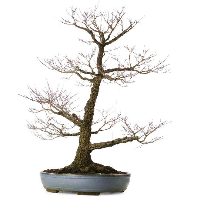 Acer palmatum Arakawa, 90 cm, ± 40 anni, in un vaso giapponese fatto a mano da Tokoname con un nebari di 32 cm