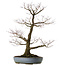 Acer palmatum Arakawa, 90 cm, ± 40 jaar oud, in een handgemaakte Japanse pot uit Tokoname met een nebari (wortelbasis) van 32 cm.