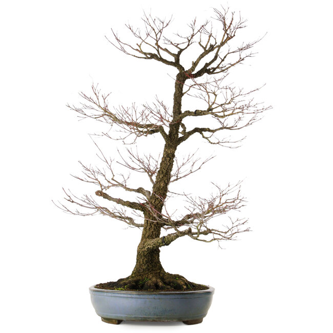 Acer palmatum Arakawa, 90 cm, ± 40 ans, dans un pot japonais artisanal de Tokoname avec un nebari de 32 cm