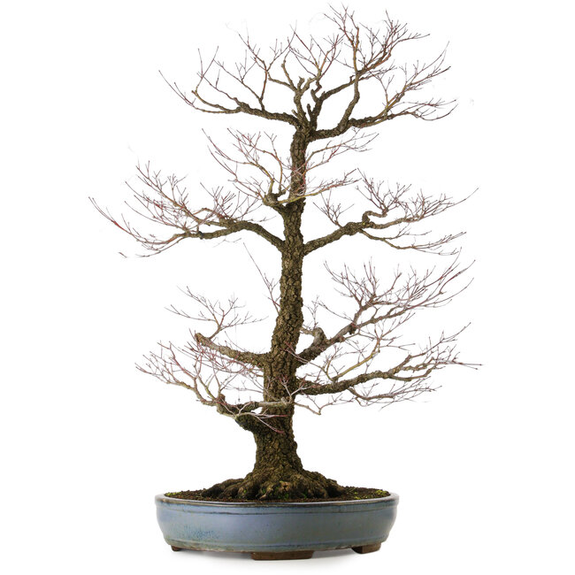 Acer palmatum Arakawa, 90 cm, ± 40 ans, dans un pot japonais artisanal de Tokoname avec un nebari de 32 cm