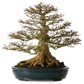 Acer buergerianum, 52 cm, ± 35 años