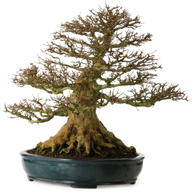 Acer buergerianum, 52 cm, ca. 35 Jahre alt, mit hervorragender Verzweigung und einem Wurzelhals von 37 cm