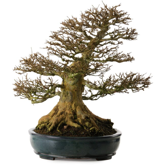 Acer buergerianum, 52 cm, ± 35 jaar oud, met een zeer goede vertakking en een nebari van 37 cm.