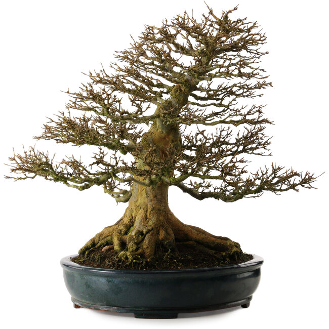 Acer buergerianum, 52 cm, ± 35 años, con muy buena ramificación y un nebari de 37 cm.