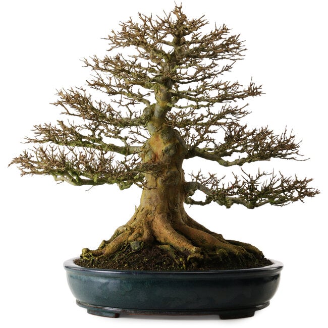 Acer buergerianum, 52 cm, ± 35 jaar oud, met een zeer goede vertakking en een nebari van 37 cm.