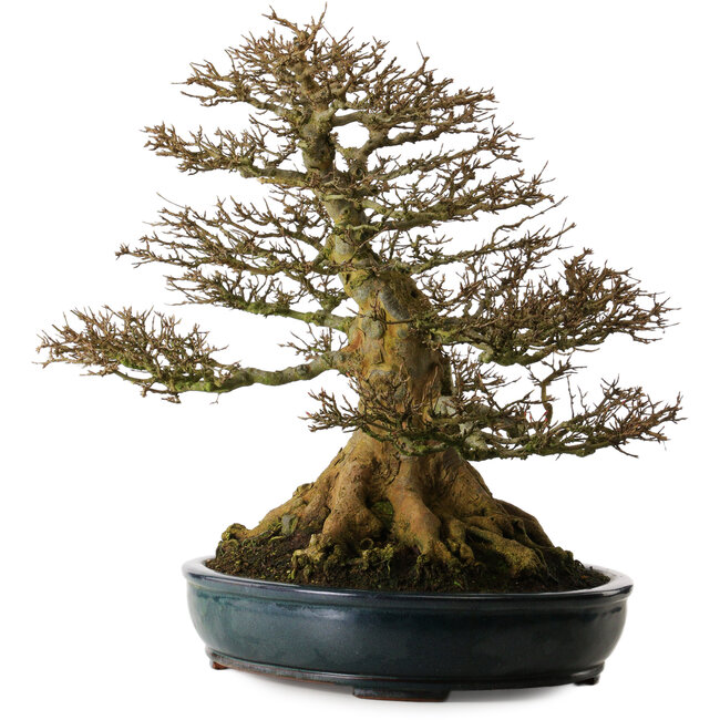 Acer buergerianum, 52 cm, ± 35 jaar oud, met een zeer goede vertakking en een nebari van 37 cm.