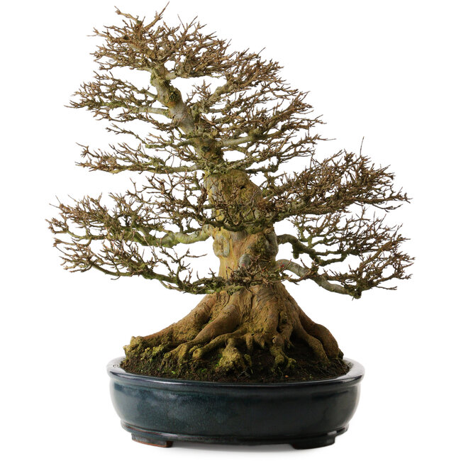 Acer buergerianum, 52 cm, ± 35 jaar oud, met een zeer goede vertakking en een nebari van 37 cm.