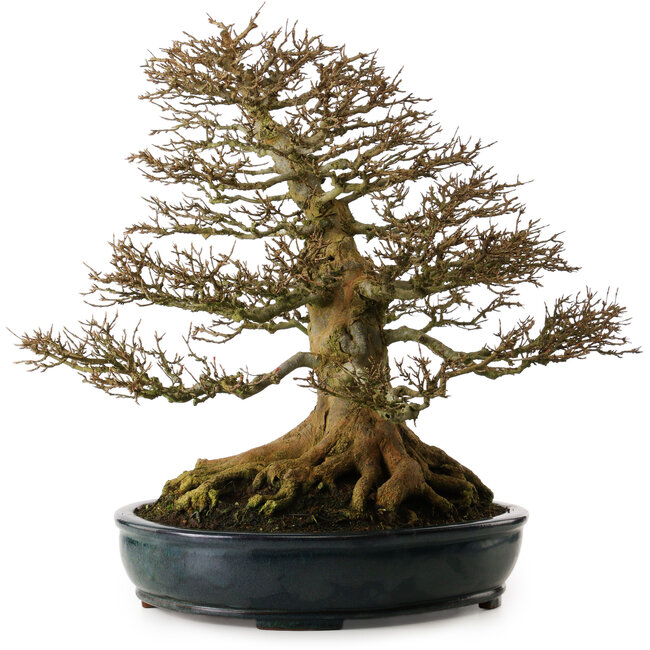 Acer buergerianum, 52 cm, ca. 35 Jahre alt, mit hervorragender Verzweigung und einem Wurzelhals von 37 cm