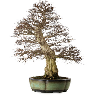 Carpinus coreana, 78 cm, ± 50 ans