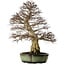 Carpinus coreana, 78 cm, ± 50 years old, in a handmade chinese pot with a nebari of 27 cm