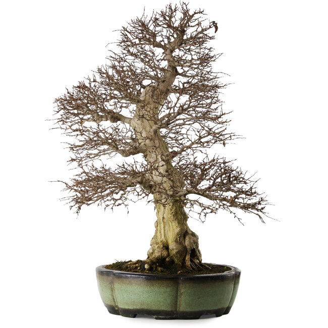 Carpinus coreana, 78 cm, ca. 50 Jahre alt, in einem handgefertigten chinesischen Topf mit einem Nebari von 27 cm