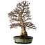 Carpinus coreana, 78 cm, ± 50 jaar oud, in een handgemaakte Chinese pot met een nebari van 27 cm.