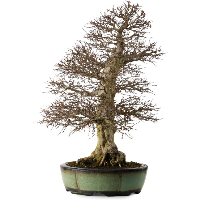 Carpinus coreana, 78 cm, ca. 50 Jahre alt, in einem handgefertigten chinesischen Topf mit einem Nebari von 27 cm