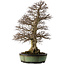 Carpinus coreana, 78 cm, ± 50 años, en maceta china hecha a mano con un nebari de 27 cm