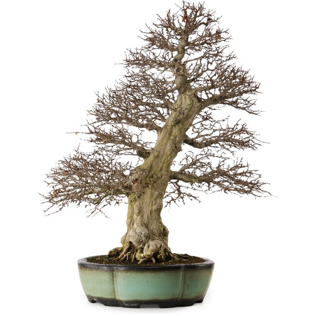 Carpinus coreana, 78 cm, ± 50 años, en maceta china hecha a mano con un nebari de 27 cm