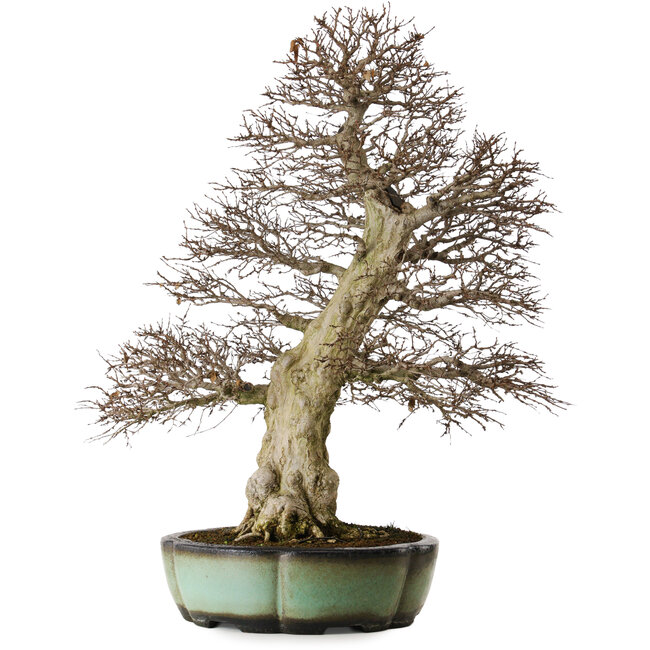Carpinus coreana, 78 cm, ± 50 anni, in un vaso cinese fatto a mano con un nebari di 27 cm