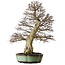 Carpinus coreana, 78 cm, ± 50 ans, dans un pot chinois fait main avec un nebari de 27 cm