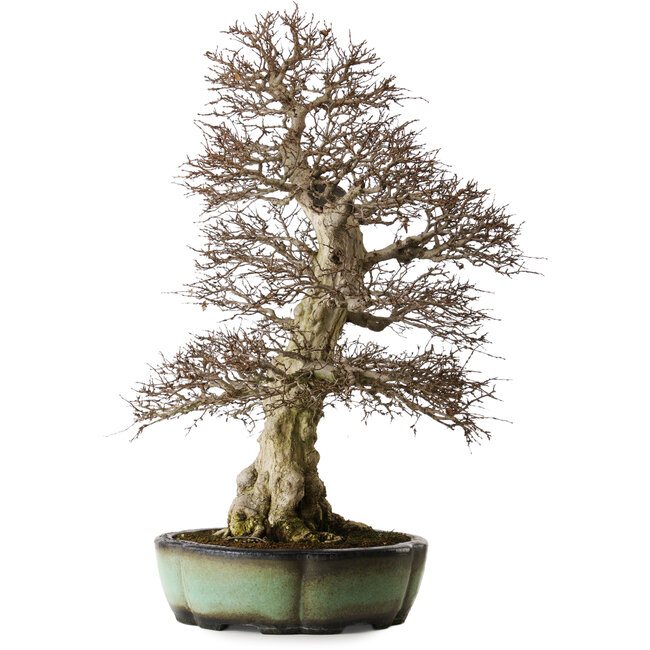 Carpinus coreana, 78 cm, ± 50 years old, in a handmade chinese pot with a nebari of 27 cm