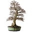 Carpinus coreana, 78 cm, ± 50 years old, in a handmade chinese pot with a nebari of 27 cm
