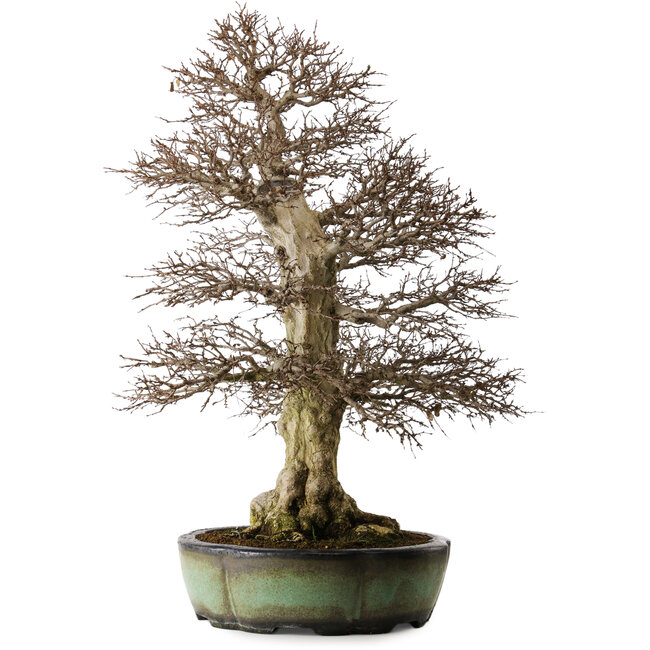 Carpinus coreana, 78 cm, ± 50 years old, in a handmade chinese pot with a nebari of 27 cm