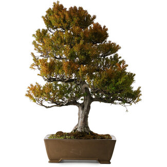 Taxus cuspidata, 79 cm, ± 30 jaar oud