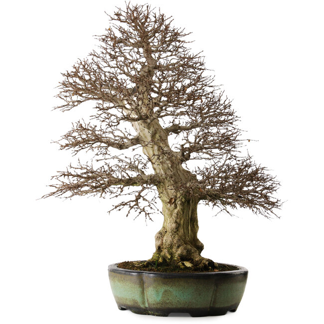 Carpinus coreana, 78 cm, ± 50 jaar oud, in een handgemaakte Chinese pot met een nebari van 27 cm.