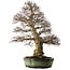 Carpinus coreana, 78 cm, ± 50 años, en maceta china hecha a mano con un nebari de 27 cm