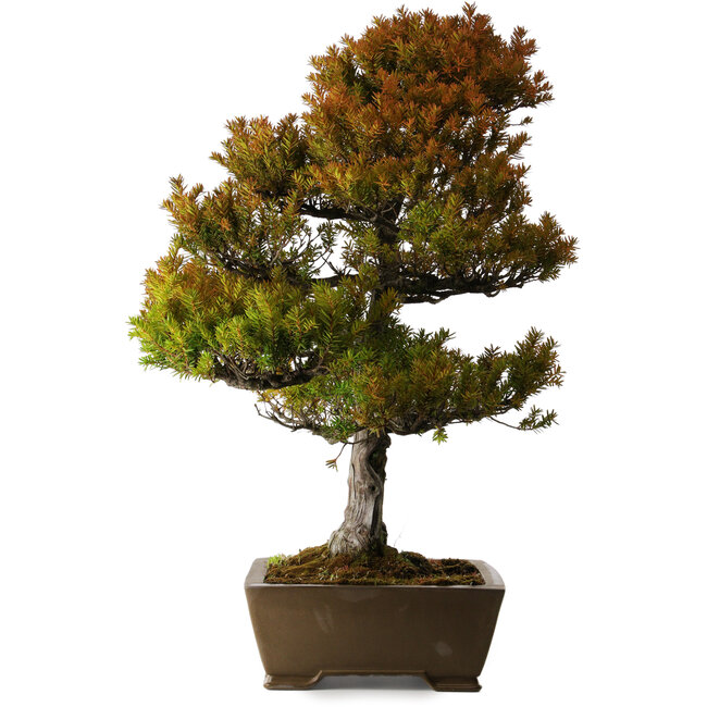 Taxus cuspidata, 79 cm, ± 30 years old, in a broken pot